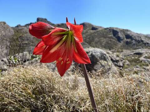 Image of Hippeastrum morelianum Lem.