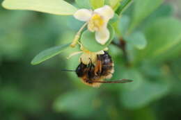 Image of Andrena nigroaenea (Kirby 1802)