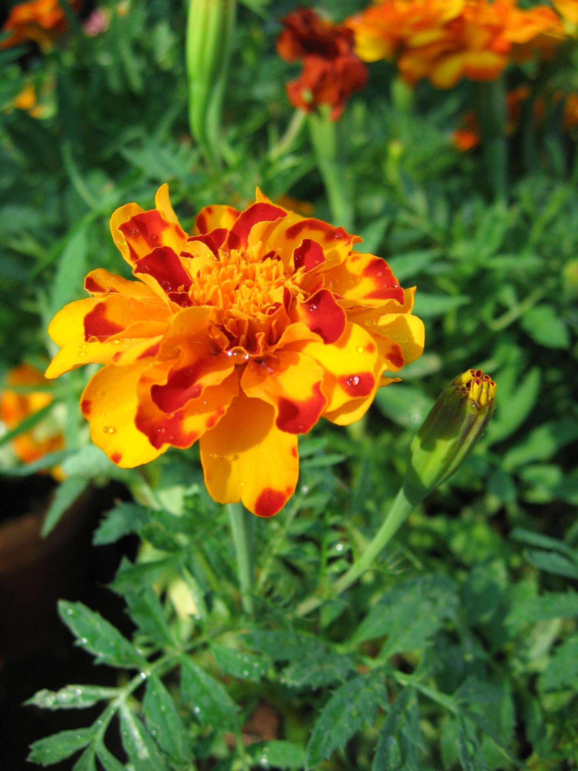 Image of French marigold