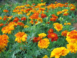 Image of French marigold