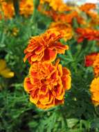 Image of French marigold