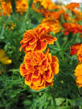 Tagetes erecta L. resmi