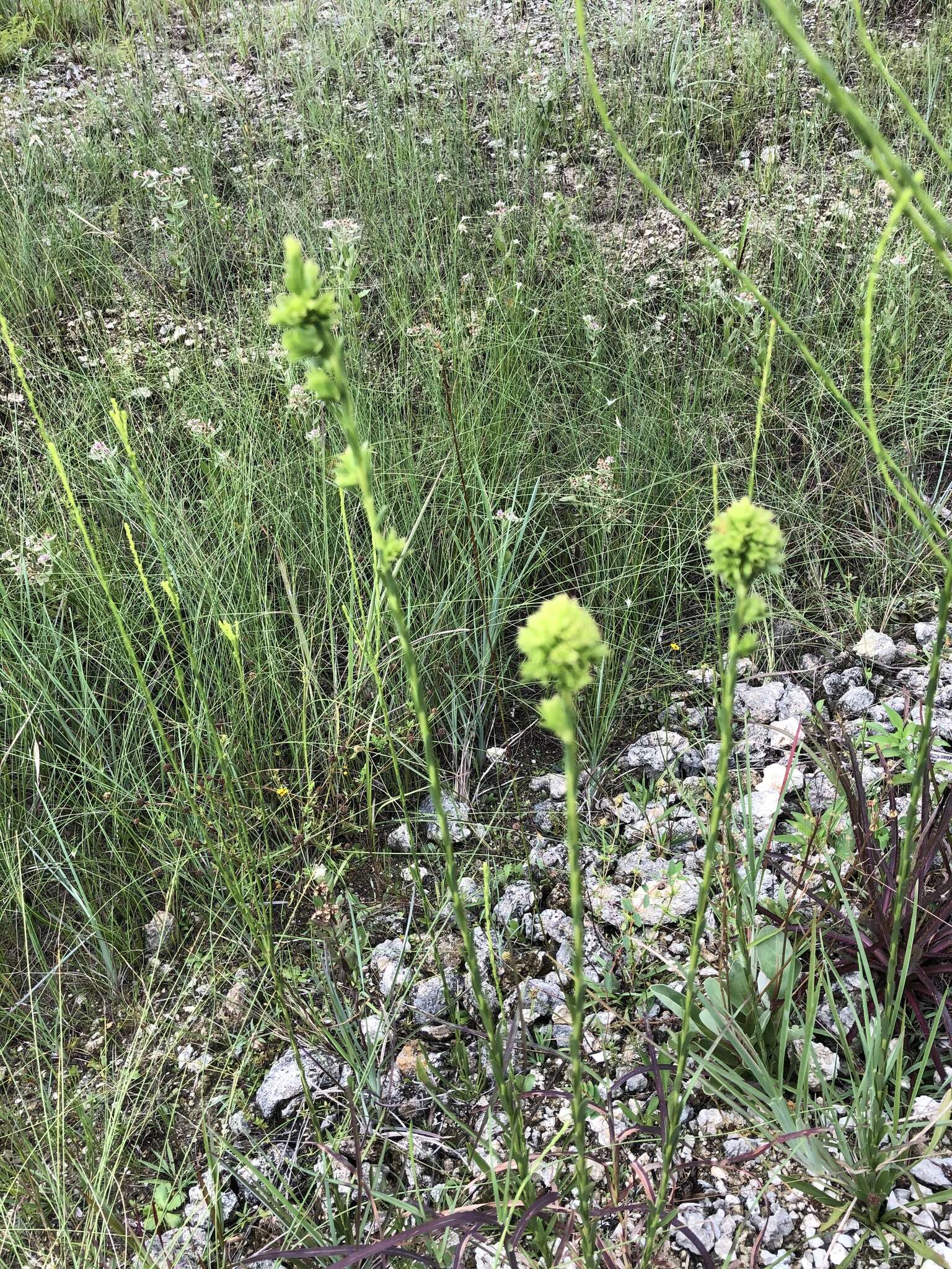 Plancia ëd <i>Solidago virgata</i>