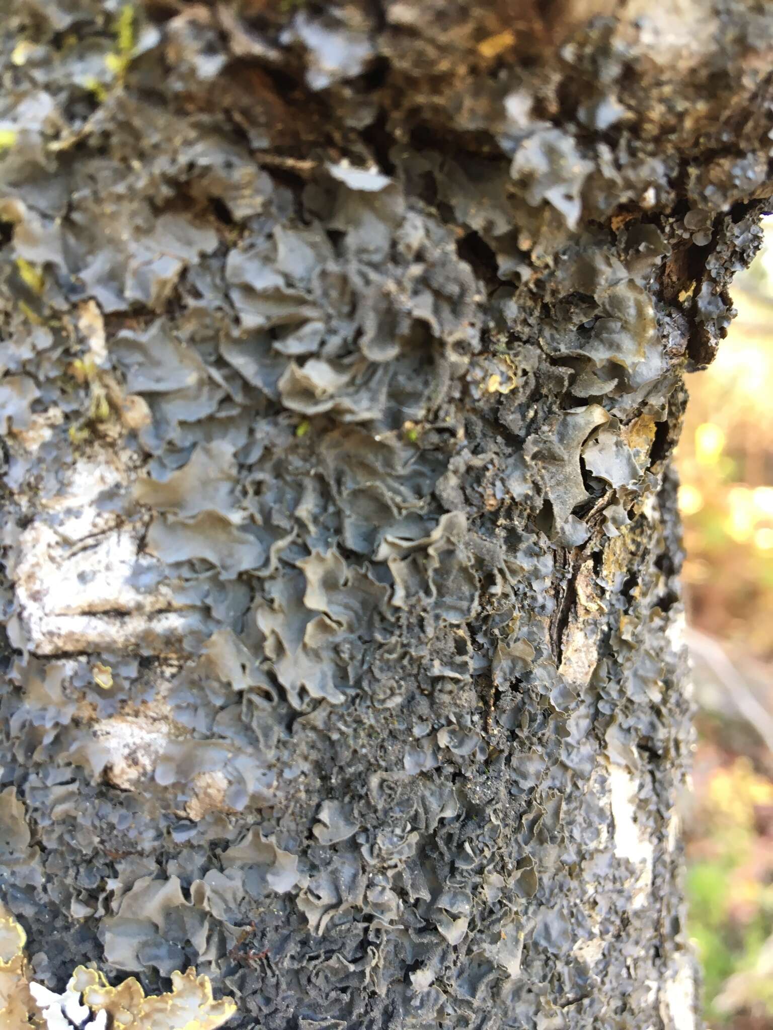 Image of skin lichen