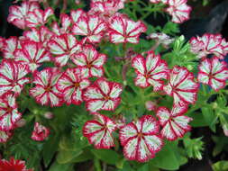 Image of annual phlox