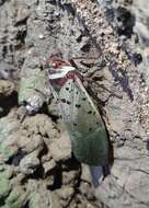 Image of Copidocephala guttata (White 1846)