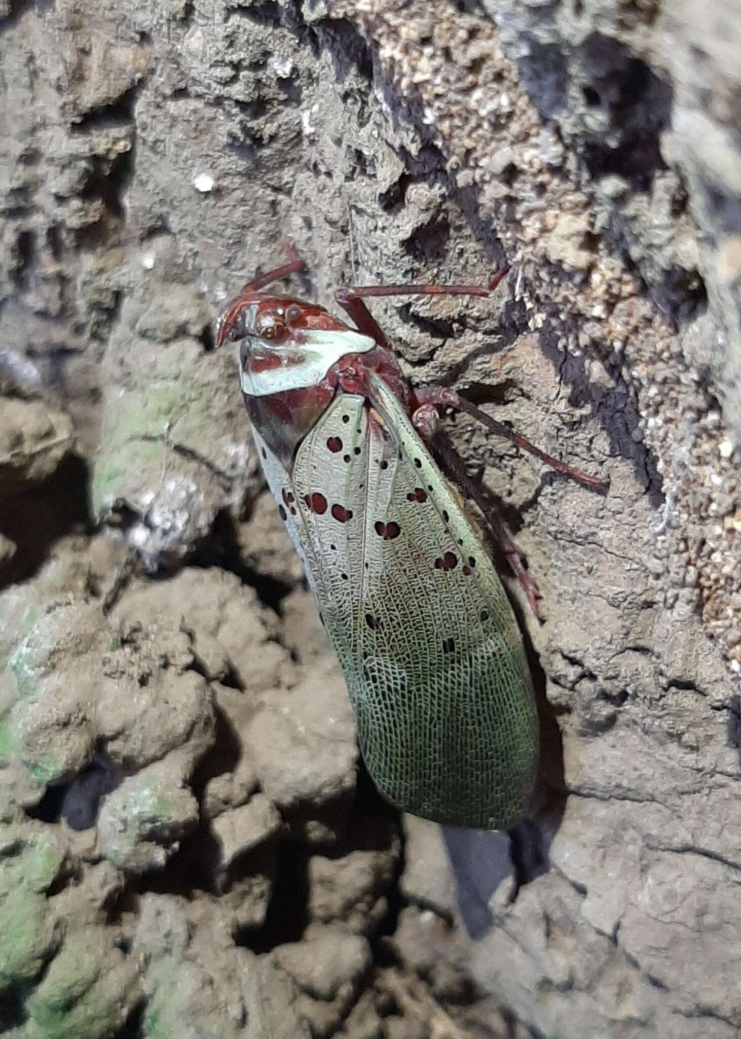 Image of Copidocephala guttata (White 1846)