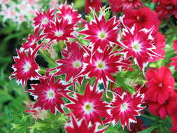 Image of annual phlox