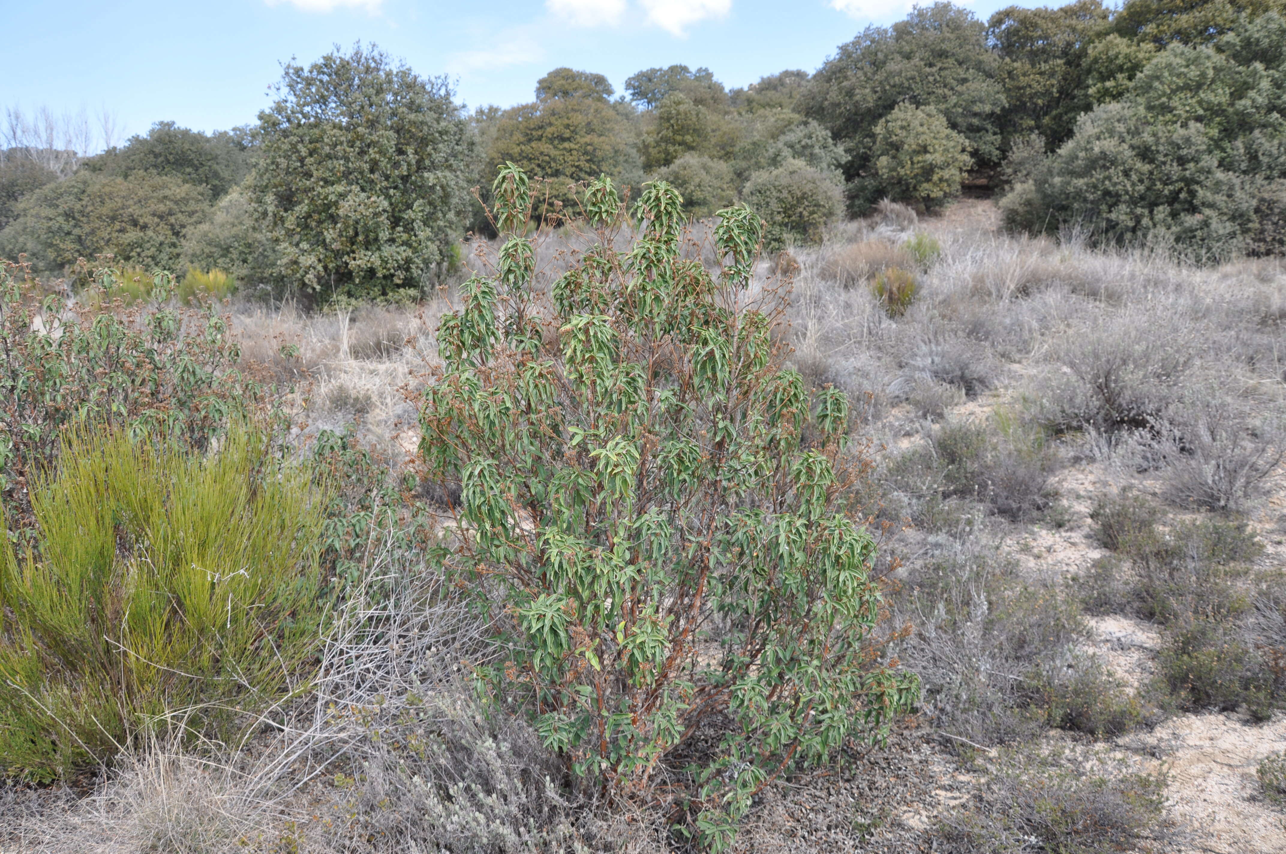 Imagem de Cistus laurifolius L.