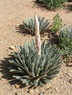 Image of Tuberose-flowered Hardy Century Plant