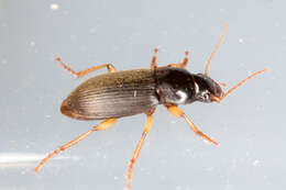 Image de Harpalus (Pseudoophonus) griseus (Panzer 1796)