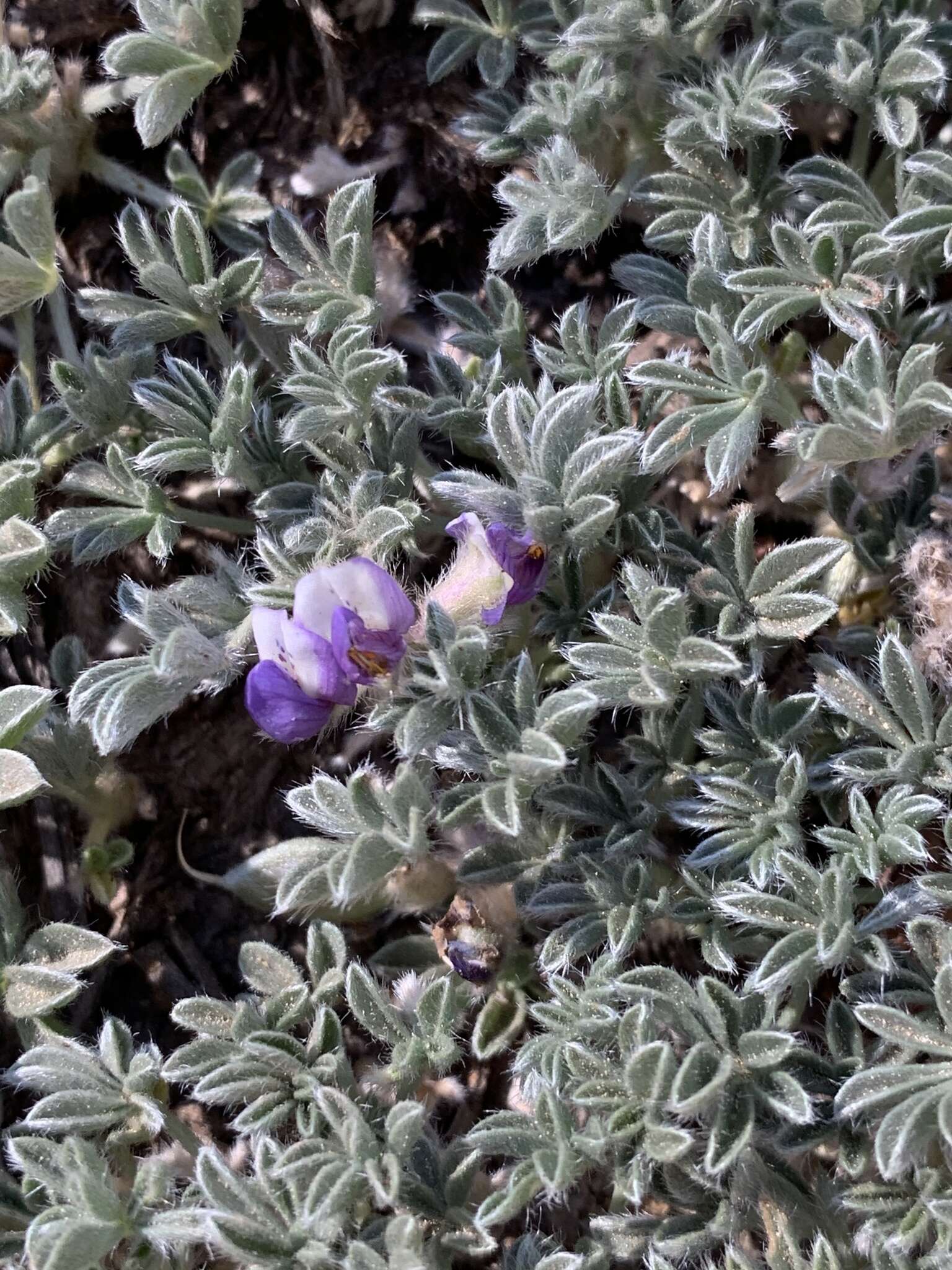 Image of Brewer's Lupine