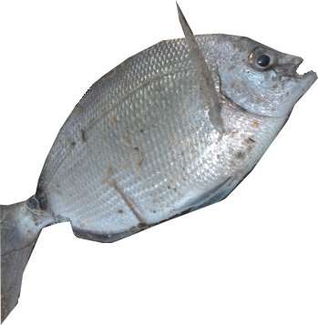 Image of Porgy