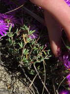 Image of Lampranthus emarginatus (L.) N. E. Br.