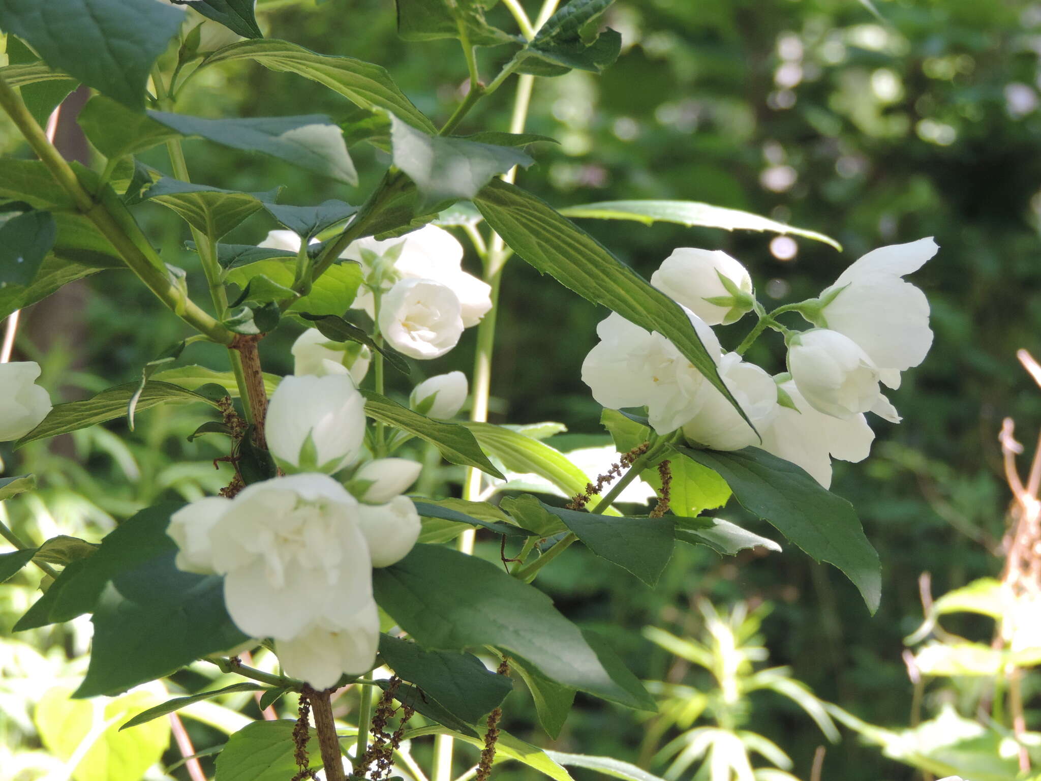 Imagem de Philadelphus coronarius L.