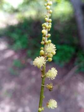 Image of Mallotus oppositifolius (Geiseler) Müll. Arg.