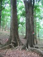 Image of Honduras mahogany