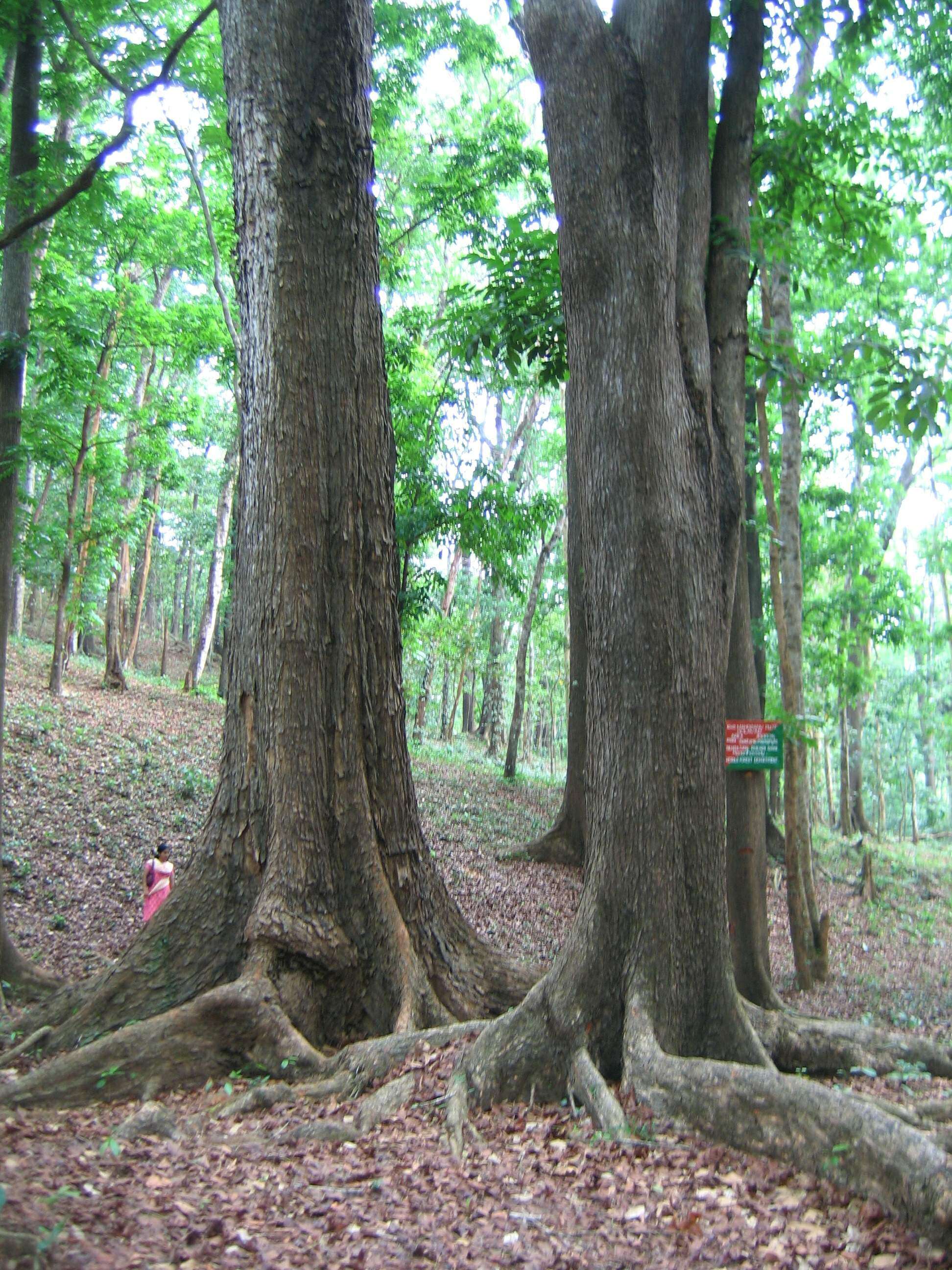 Imagem de Swietenia macrophylla G. King