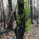 Imagem de Melaleuca alternifolia (Maiden & E. Betche) Cheel