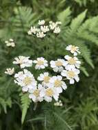 Sivun Achillea impatiens L. kuva