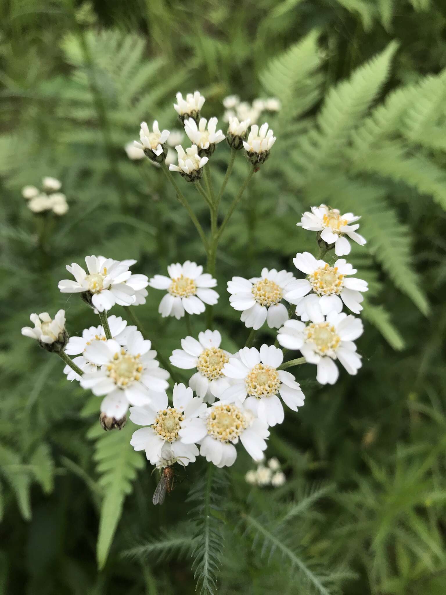 Sivun Achillea impatiens L. kuva