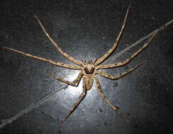 Image of Huntsman spider