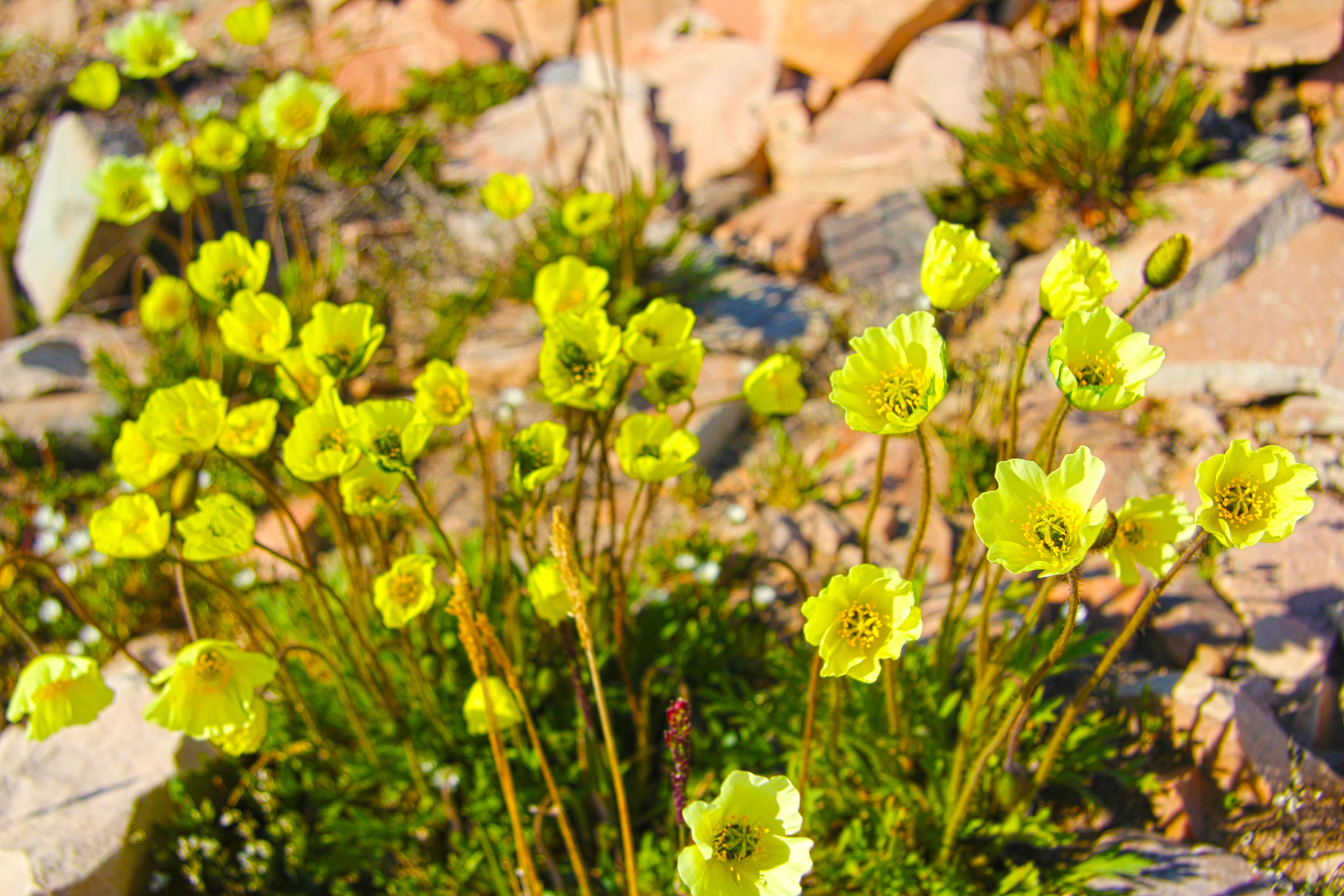 Papaver lapponicum (A. Tolmatch.) Nordh. resmi