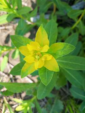 Image of Euphorbia adenochlora C. Morren & Decne.