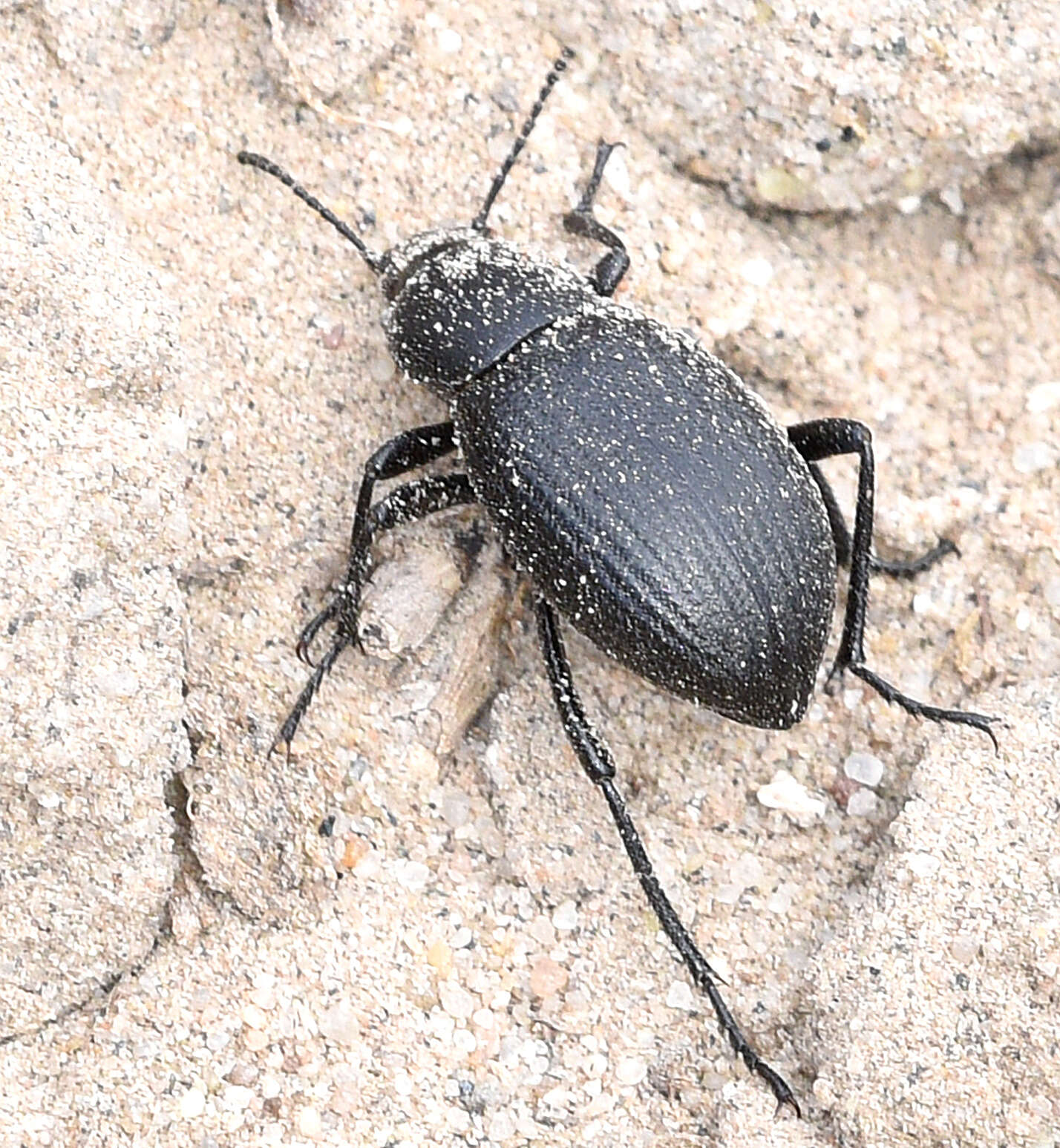 Image of Eleodes (Melaneleodes) carbonaria (Say 1824)