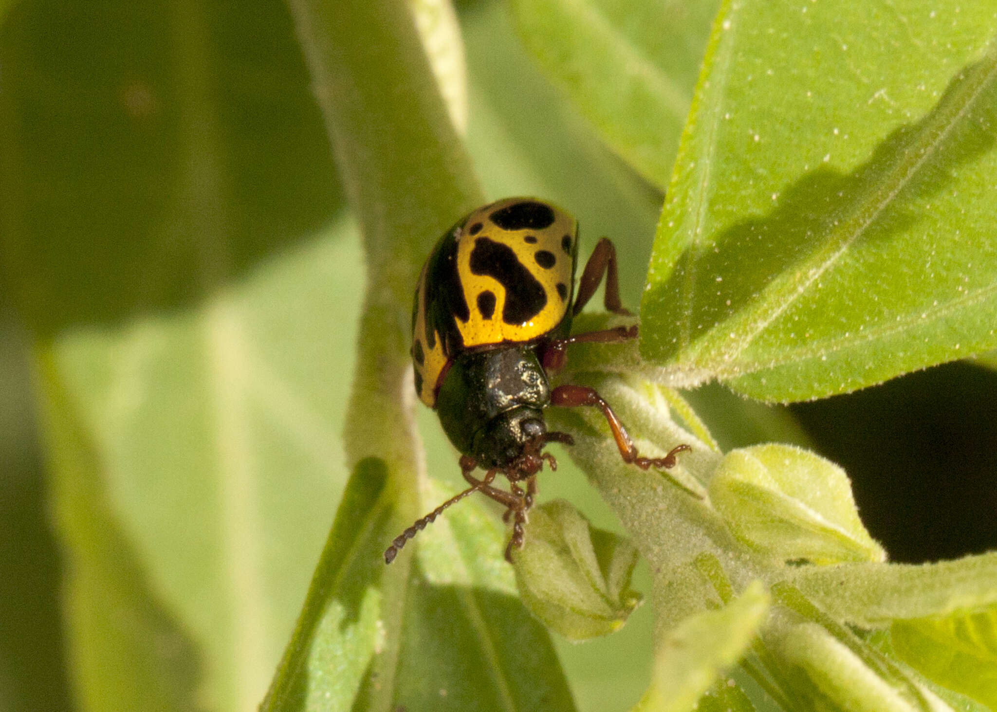 Sivun Calligrapha (Calligrapha) fulvipes Stål 1859 kuva