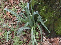 Image of wavyleaf soap plant