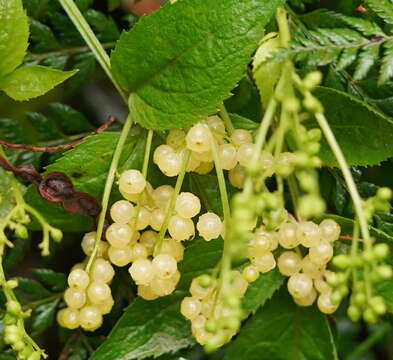 Image of Sambucus gaudichaudiana DC.