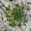 Image of Cyperus psammophilus Cherm.