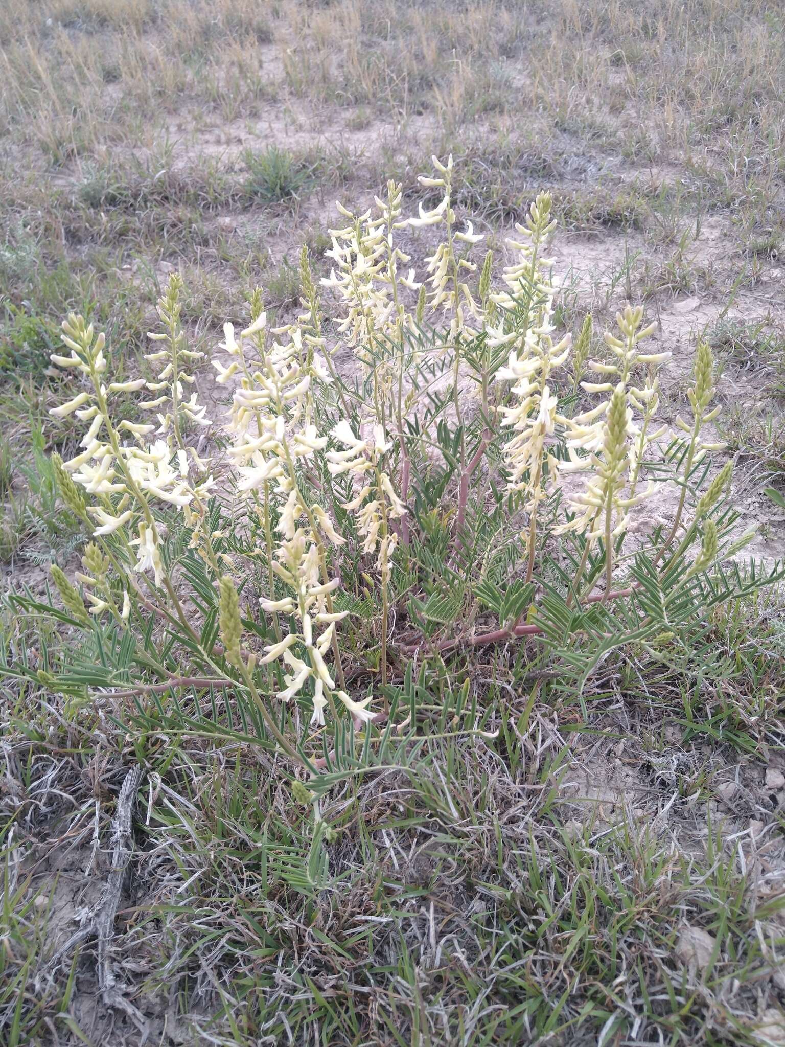 Imagem de Astragalus racemosus Pursh