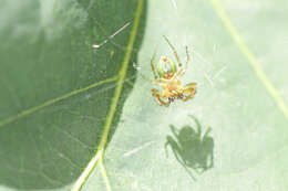 Image of Araniella opisthographa (Kulczyński 1905)