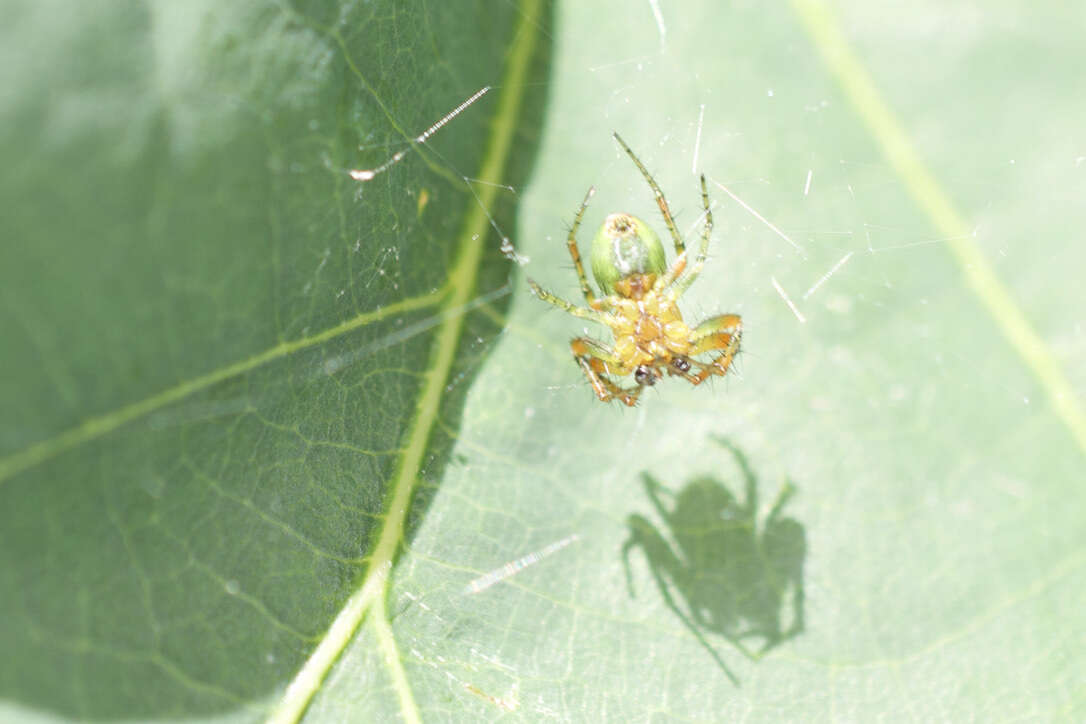 Image of Araniella opisthographa (Kulczyński 1905)