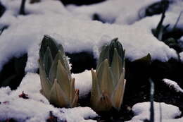 Image of Foxtail lily