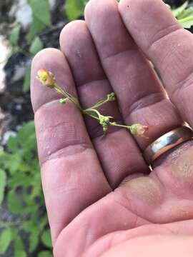 Scrophularia parviflora Wooton & Standley resmi