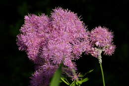 Image of Thalictrum aquilegiifolium