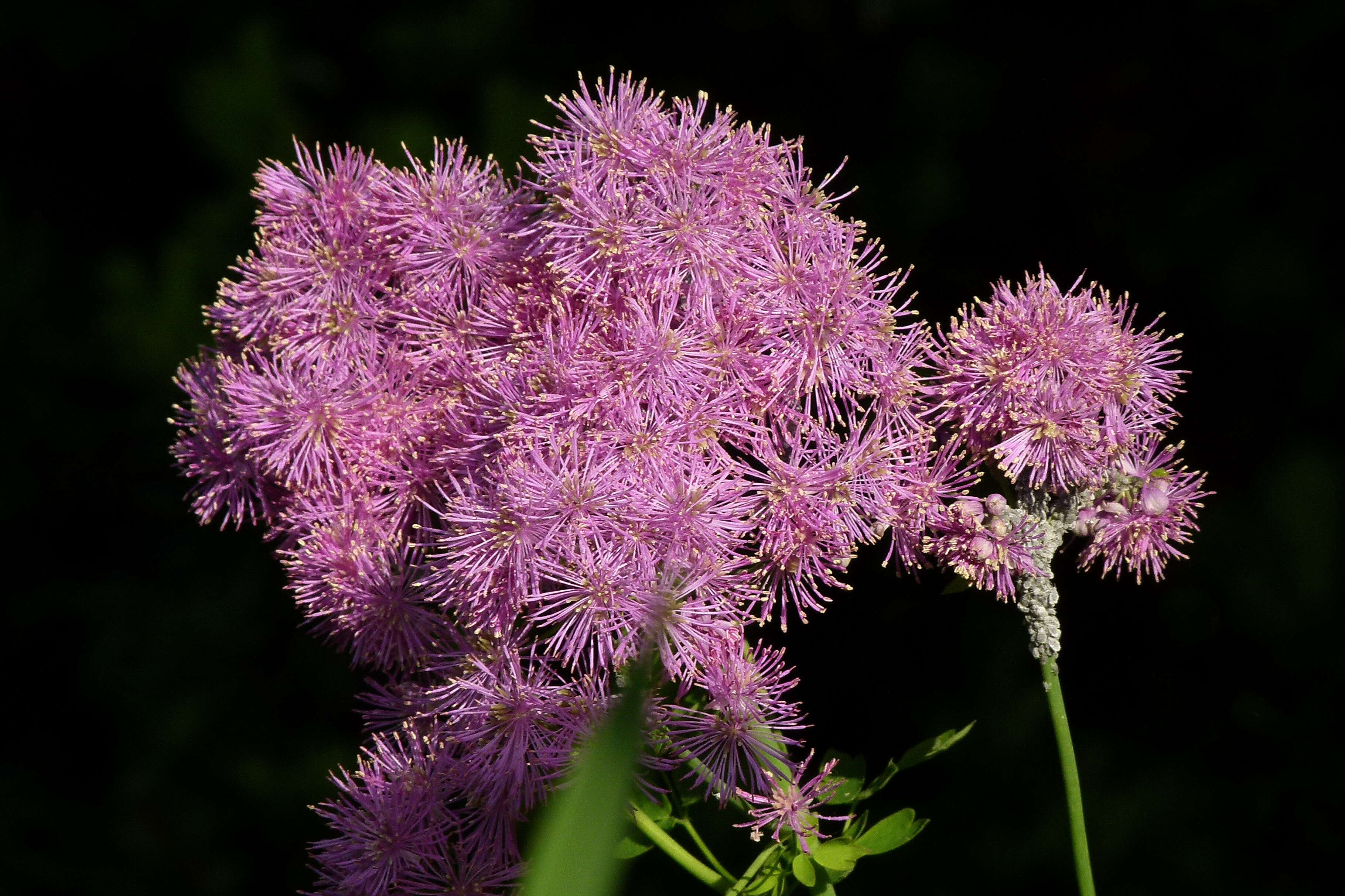 Image of Thalictrum aquilegiifolium