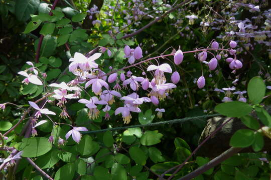 Image of Thalictrum delavayi Franch.