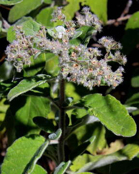 Imagem de Bystropogon origanifolius L'Hér.