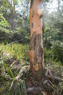 صورة Eucalyptus punctata DC.