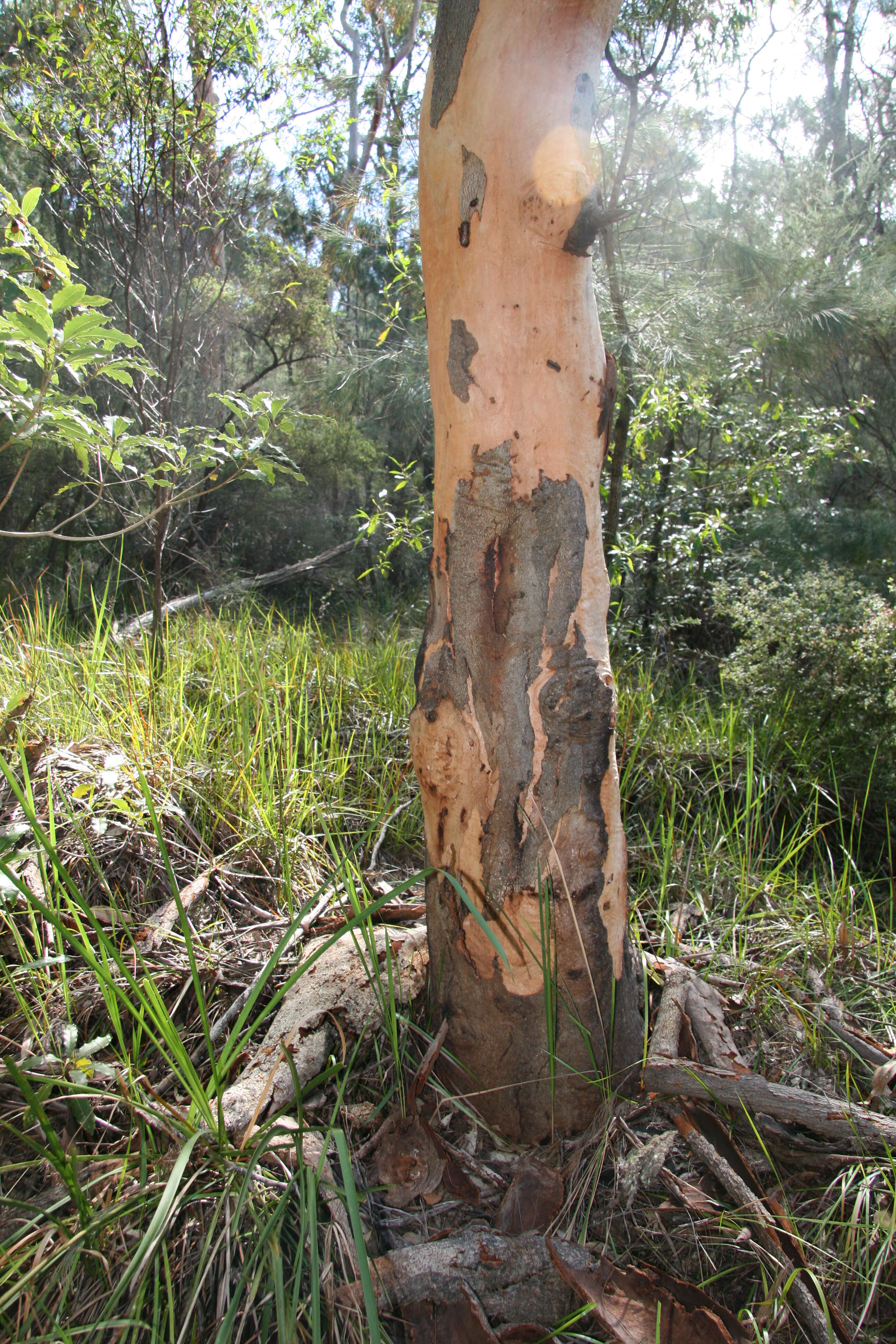 Image of gray gum