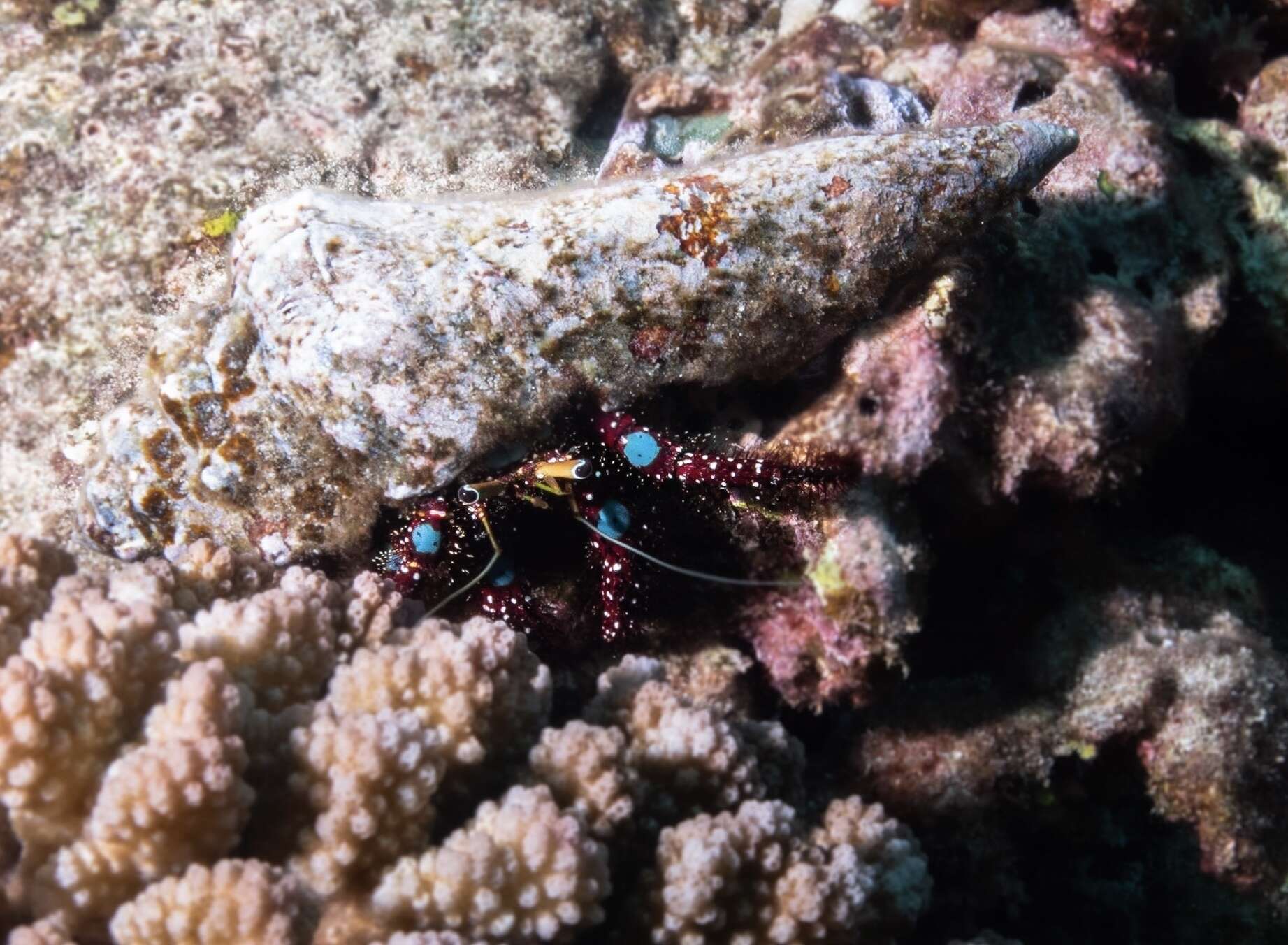 Image of Bluespot maroon hermit crab