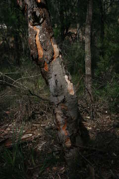 Image of gray gum