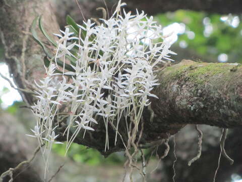 Mystacidium capense (L. fil.) Schltr. resmi