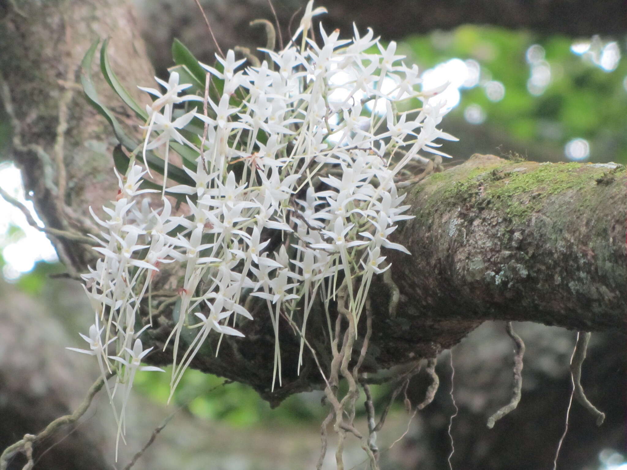 Image of Mystacidium capense (L. fil.) Schltr.