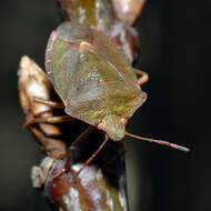 Image of Green shield bug