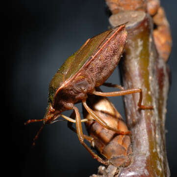 Image of Green shield bug